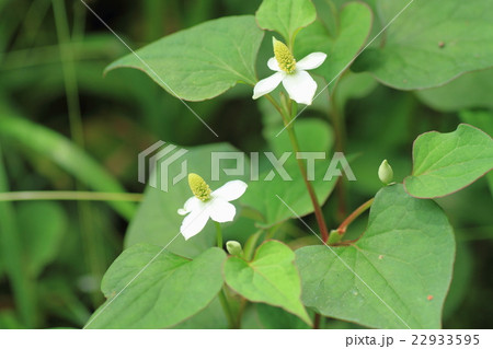 ドクダミの花 22933595