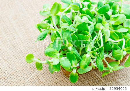 green young sunflower sprouts. 22934023