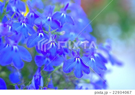 青いロベリア 青いロベリア 22934067