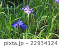 花ショウブ 22934124