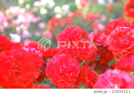 空に向かって咲く赤薔薇 空に向かって咲く赤薔薇 22934221