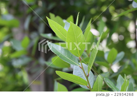 月桂樹 月桂樹 22934268
