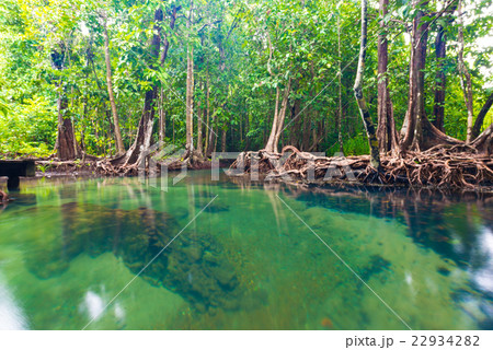 Flooded trees in mangrove rain forest. 22934282