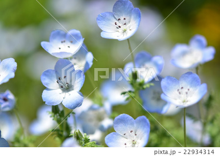 ネモフィラ 22934314