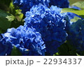 アジサイ 22934337