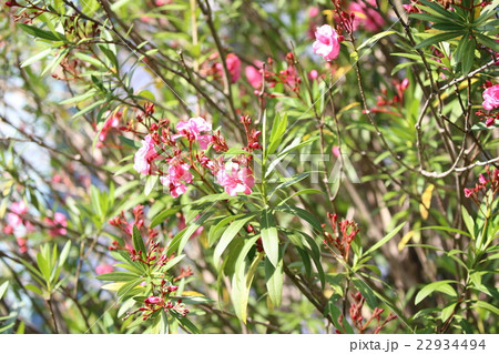 キョウチクトウ 22934494