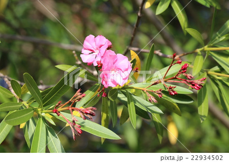 キョウチクトウ 22934502