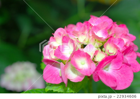 木陰に咲くピンクの紫陽花 木陰に咲くピンクの紫陽花 22934606