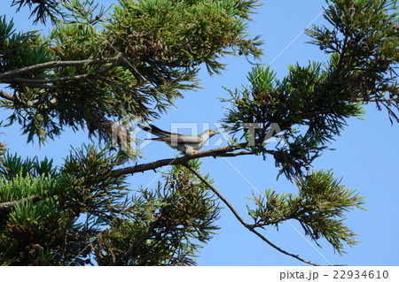 カッコウ カッコウ 22934610