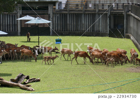 鹿苑　奈良公園 22934730