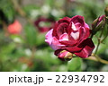 ばら 22934792