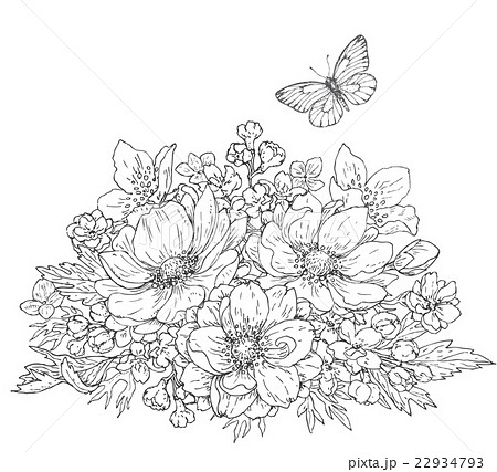 Anemone Flowers And Butterfly Sketchのイラスト素材