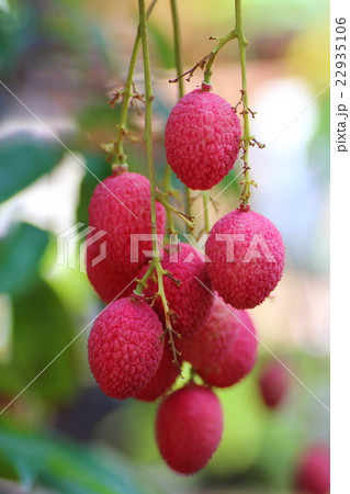 ライチ ライチ 22935106