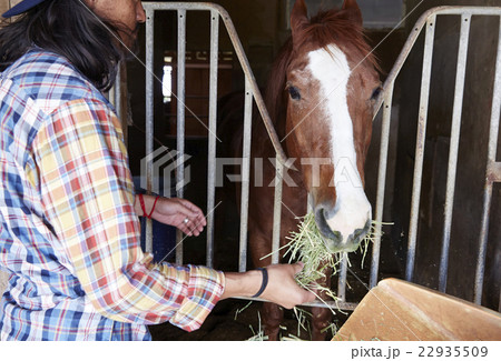 男性 馬 飼育 男性 馬 飼育 22935509