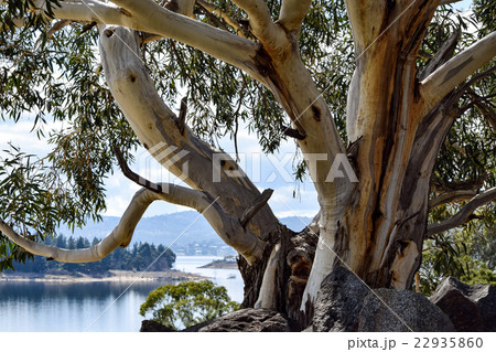 Alpine 'Snow Gum' on the shores of Lake Jindabyne 22935860