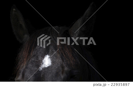 馬　ポートレート 22935897