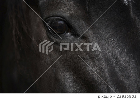 馬 ポートレート 馬 ポートレート 22935903