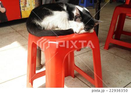 椅子の上で寝る猫の写真素材