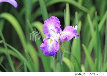 ハナショウブの花 ハナショウブの花 22937099