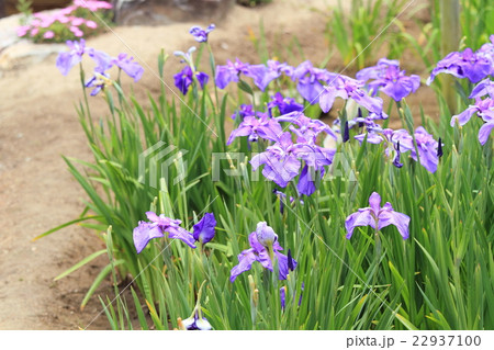 ハナショウブの花 22937100
