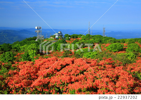 室根山のツツジ 22937202