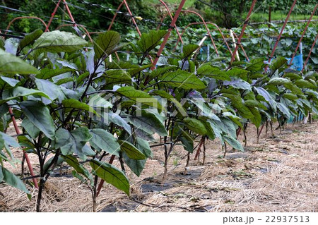 家庭菜園の夏野菜栽培の写真素材