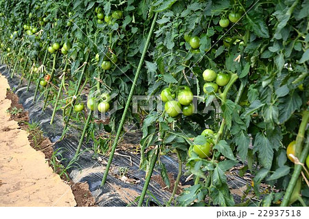 家庭菜園の夏野菜栽培の写真素材