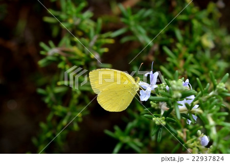 ローズマリーの花と黄色の蝶の写真素材