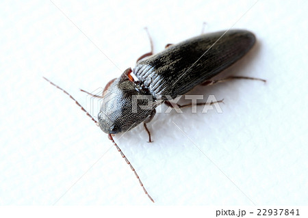 コメツキムシ コメツキムシ 22937841
