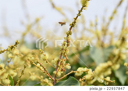 日本ミツバチとアカメガシワ 22937847