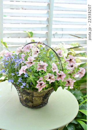 ペチュニアとロベリアのバスケット 22938207