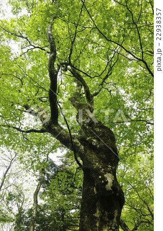 ブナの新緑 22938357