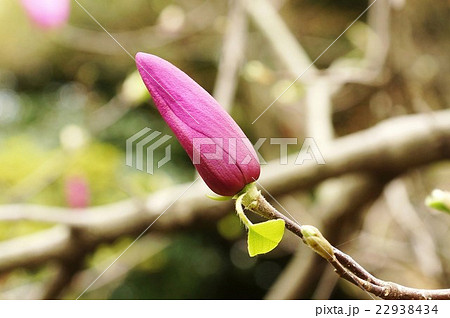 春の花の背景素材 紫木蓮 シモクレン のつぼみ 横位置の写真素材