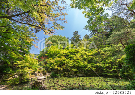 初夏の天授庵　池泉回遊式庭園 22938525