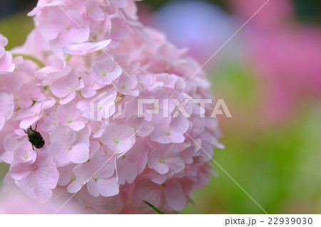 紫陽花とコガネムシ 22939030