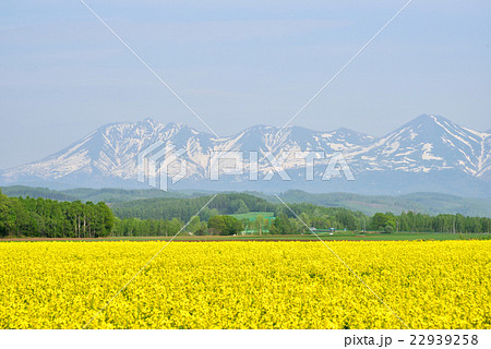　美瑛の春 菜の花畑と十勝岳連峰 22939258