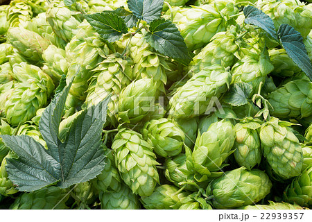 hop cones 22939357