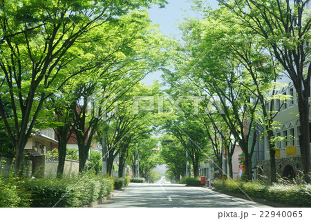 ケヤキ並木道 22940065