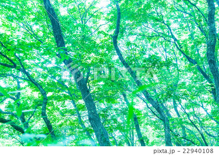 爽やかな新緑イメージ　森林　葉っぱ　エコロジー　 22940108