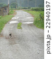 ネコと砂利道 22940197