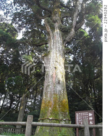 御神木/霧島神宮 22940262