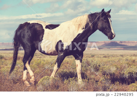 Horse Horse 22940295