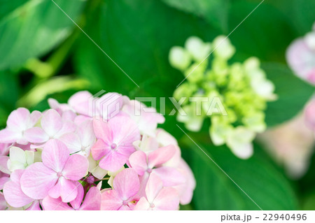 【神奈川県】あじさい 【神奈川県】あじさい 22940496