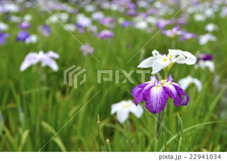 花菖蒲 22941034