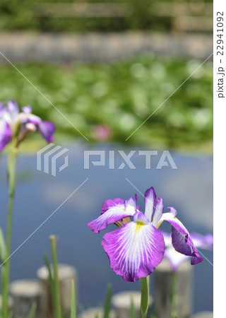 花菖蒲 22941092