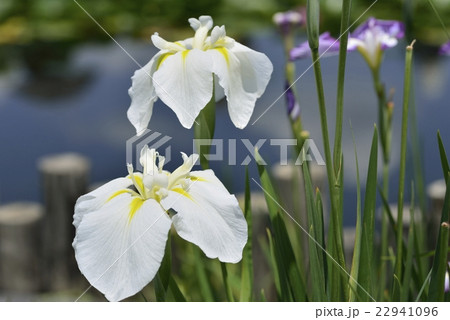 花菖蒲 花菖蒲 22941096