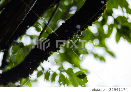 Rain drops with natural background Rain drops with natural background 22941174