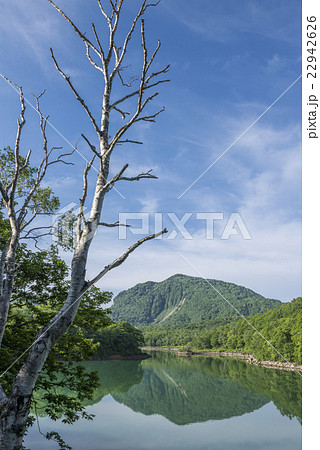 初夏の琵琶池 22942626