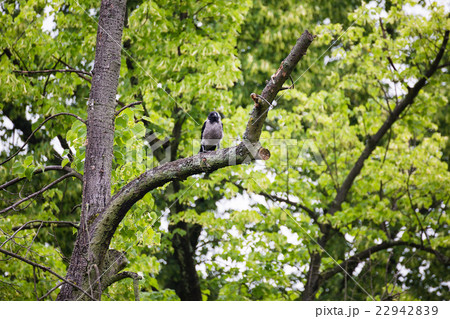 Crow raven sitting on tree 22942839