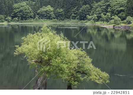 北竜湖のヤナギ 北竜湖のヤナギ 22942851